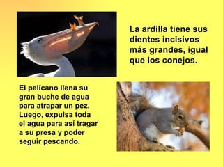 La ardilla tiene sus
                          dientes incisivos
                          más grandes, igual
                          que los conejos.


El pelícano llena su
gran buche de agua
para atrapar un pez.
Luego, expulsa toda
el agua para así tragar
a su presa y poder
seguir pescando.
 
