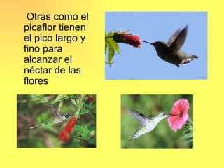 Otras como el
picaflor tienen
el pico largo y
fino para
alcanzar el
néctar de las
flores
 