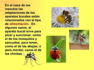 En el caso de los
insectos las
adaptaciones de los
aparatos bucales están
relacionados con el tipo
de alimentación . En
algunos casos, el
aparato bucal sirve para
picar y succionar, como
el de los mosquitos y
zancudos; para lamer,
como el de las abejas; o
para morder, como el de
las chinitas
 