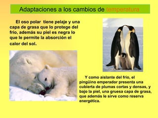 Adaptaciones a los cambios de temperatura
    El oso polar tiene pelaje y una
capa de grasa que lo protege del
frío, además su piel es negra lo
que le permite la absorción el
calor del sol.




                                     Y como aislante del frío, el
                                  pingüino emperador presenta una
                                  cubierta de plumas cortas y densas, y
                                  bajo la piel, una gruesa capa de grasa,
                                  que además le sirve como reserva
                                  energética.
 