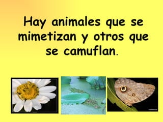 Hay animales que se
mimetizan y otros que
    se camuflan.
 