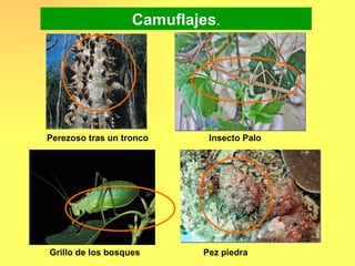 Camuflajes.




Perezoso tras un tronco     Insecto Palo




Grillo de los bosques      Pez piedra
 
