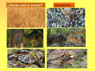 ¿Dónde está el animal?   Descúbrelo…
 