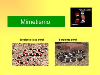 Mimetismo

Serpiente falsa coral   Serpiente coral
 