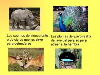 Los cuernos del rinoceronte Las plumas del pavo real o
o de ciervo que les sirve   del ave del paraíso para
para defenderse             atraer a la hembra
 