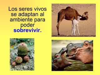 Los seres vivos
 se adaptan al
ambiente para
     poder
  sobrevivir.
 