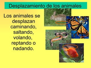 Desplazamiento de los animales
Los animales se
    desplazan
   caminando,
    saltando,
    volando,
   reptando o
    nadando.
 