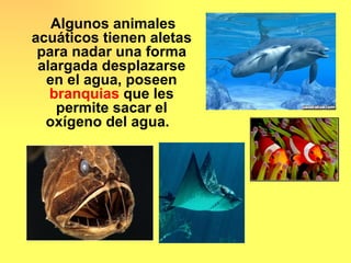 Algunos animales
acuáticos tienen aletas
 para nadar una forma
 alargada desplazarse
  en el agua, poseen
   branquias que les
    permite sacar el
  oxígeno del agua.
 