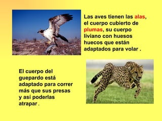 Las aves tienen las alas,
                       el cuerpo cubierto de
                       plumas, su cuerpo
                       liviano con huesos
                       huecos que están
                       adaptados para volar .



El cuerpo del
guepardo está
adaptado para correr
más que sus presas
y así poderlas
atrapar .
 