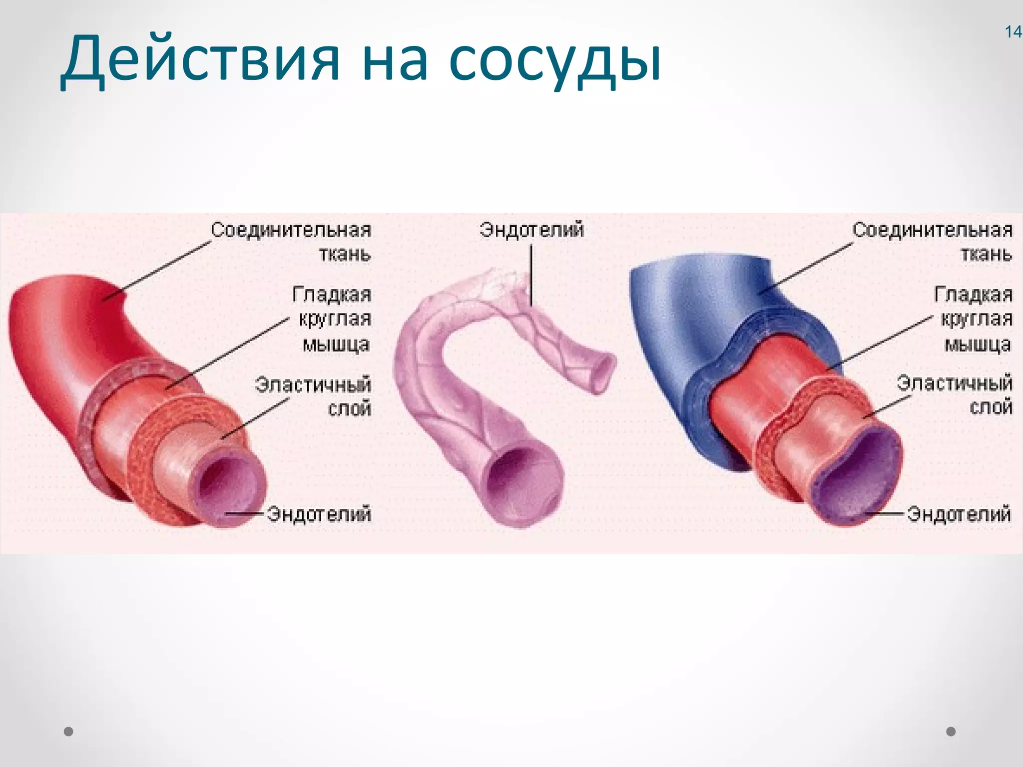 Действия на сосуды
                     14
 