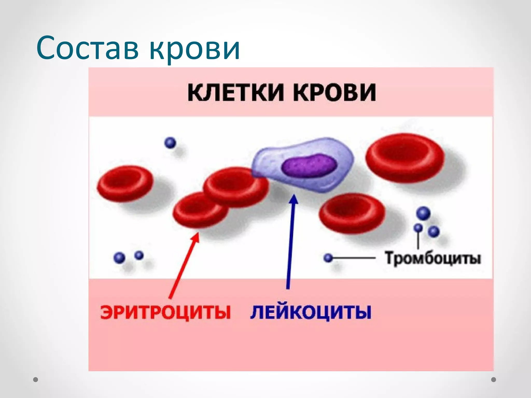 Состав крови
 