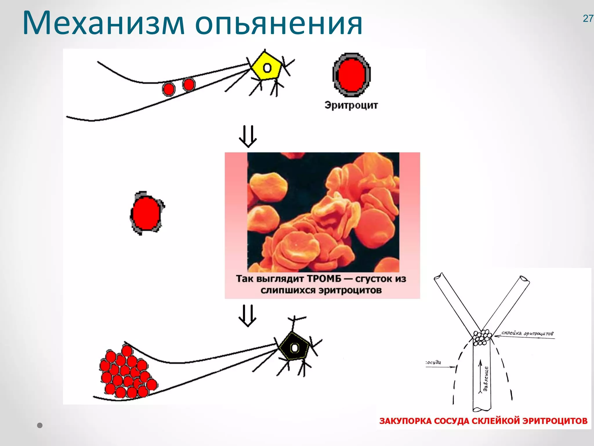 Механизм опьянения   27
 