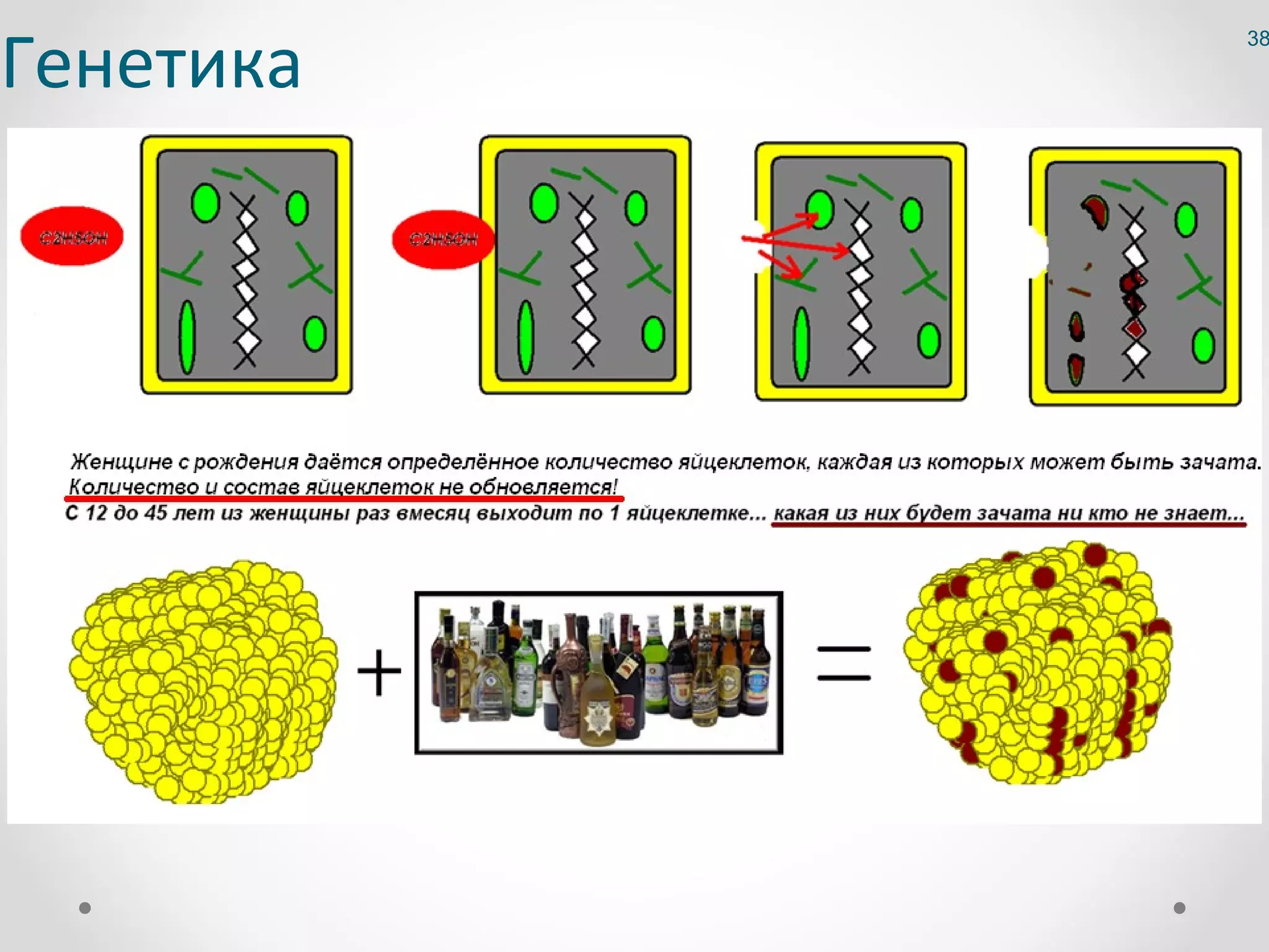 Генетика
           38
 