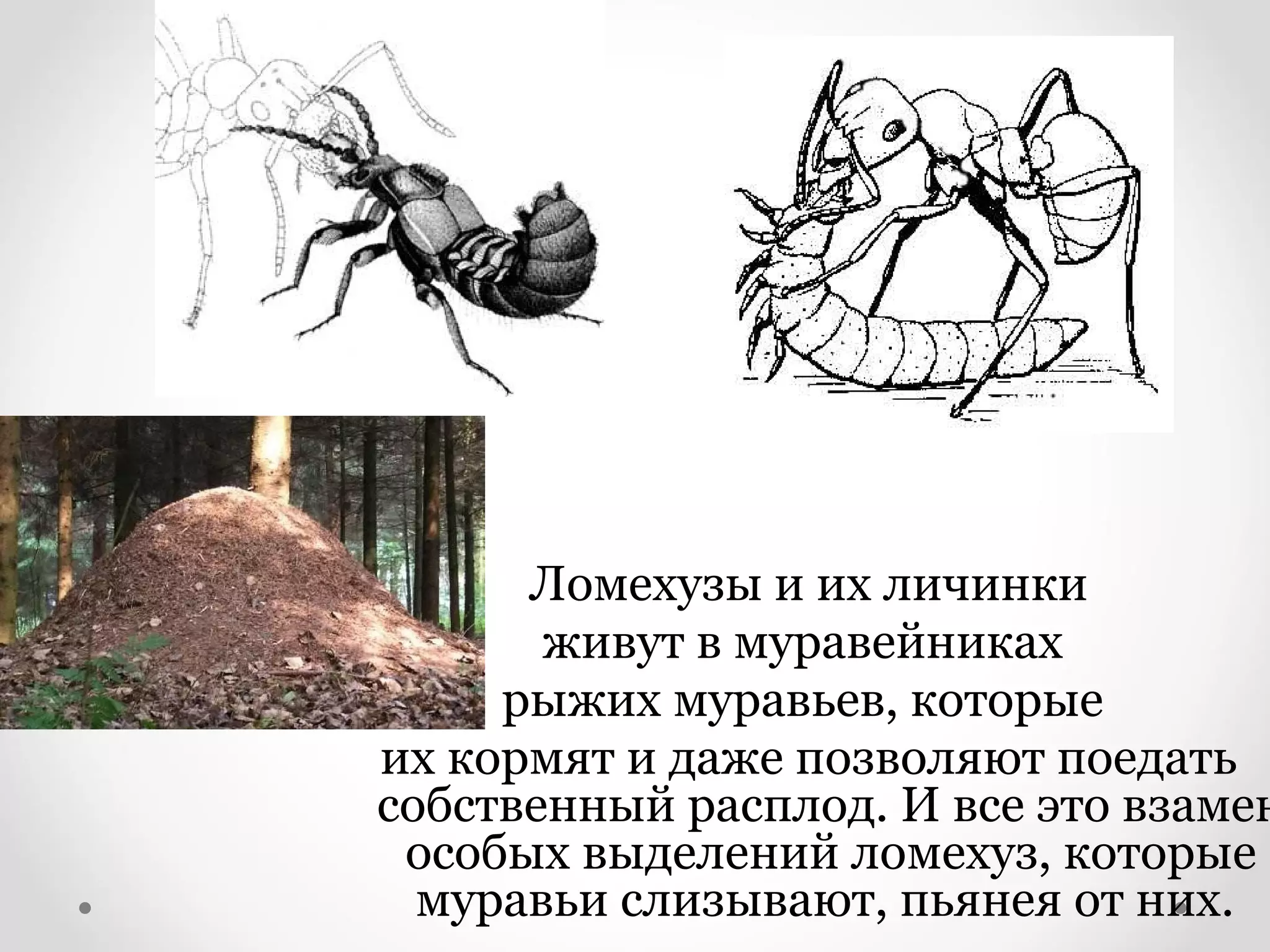 Ломехузы и их личинки
       живут в муравейниках
     рыжих муравьев, которые
их кормят и даже позволяют поедать
собственный расплод. И все это взамен
 особых выделений ломехуз, которые
  муравьи слизывают, пьянея от них.
 