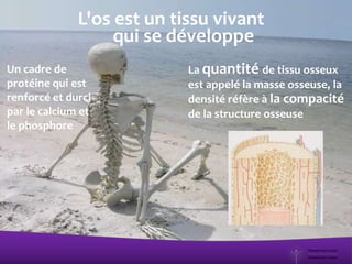 L'os est un tissu vivant
qui se développe
La quantité de tissu osseux
est appelé la masse osseuse, la
densité réfère à la compacité
de la structure osseuse
Un cadre de
protéine qui est
renforcé et durci
par le calcium et
le phosphore
 