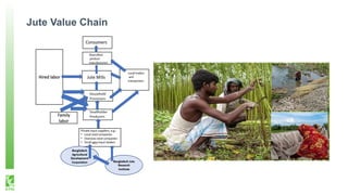 Gender roles in the jute value chain in Bangladesh - Experience from the USAID/AVC project impact evaluation