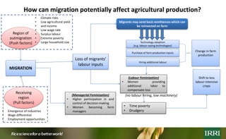 Rural outmigration-feminization-agricultural production nexus: Case of Vietnam