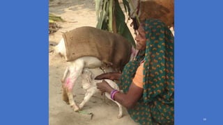 Building intellectual bridges and shared agendas / Strategy and example: gender in agricultural research as a driver for inclusive transformation