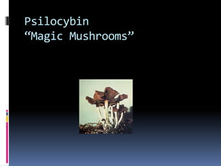 Psilocybin 
“Magic Mushrooms” 
 