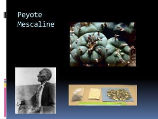 Peyote 
Mescaline 
 