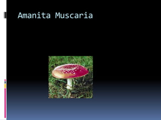 Amanita Muscaria 
 