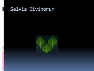 Salvia Divinorum 
 