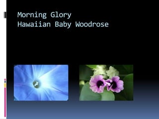 Morning Glory 
Hawaiian Baby Woodrose 
