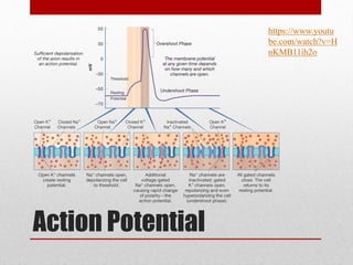 Action Potential
https://www.youtu
be.com/watch?v=H
nKMB11ih2o
 