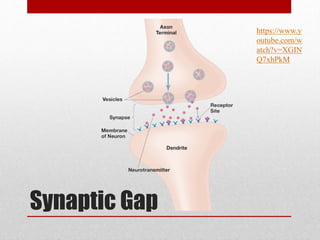 Synaptic Gap
https://www.y
outube.com/w
atch?v=XGIN
Q7xhPkM
 