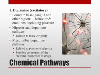 Chemical Pathways
1. Dopamine (excitatory)
• Found in basal ganglia and
other regions – behavior &
emotions, including pleasure
• Nigrostriatal dopamine
pathway
• Related to muscle rigidity
• Mesolimbic dopamine
pathway
• Related to psychotic behavior
• Possible component of the
“reward” properties of drugs
 