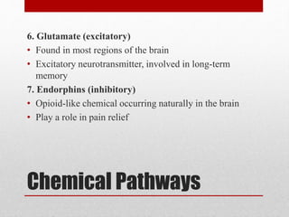 Chemical Pathways
6. Glutamate (excitatory)
• Found in most regions of the brain
• Excitatory neurotransmitter, involved in long-term
memory
7. Endorphins (inhibitory)
• Opioid-like chemical occurring naturally in the brain
• Play a role in pain relief
 