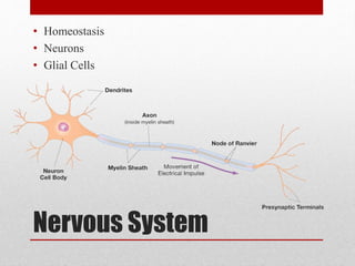 Nervous System
• Homeostasis
• Neurons
• Glial Cells
 