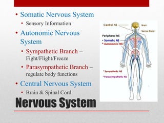 Nervous System
• Somatic Nervous System
• Sensory Information
• Autonomic Nervous
System
• Sympathetic Branch –
Fight/Flight/Freeze
• Parasympathetic Branch –
regulate body functions
• Central Nervous System
• Brain & Spinal Cord
 