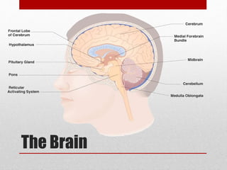 The Brain
 