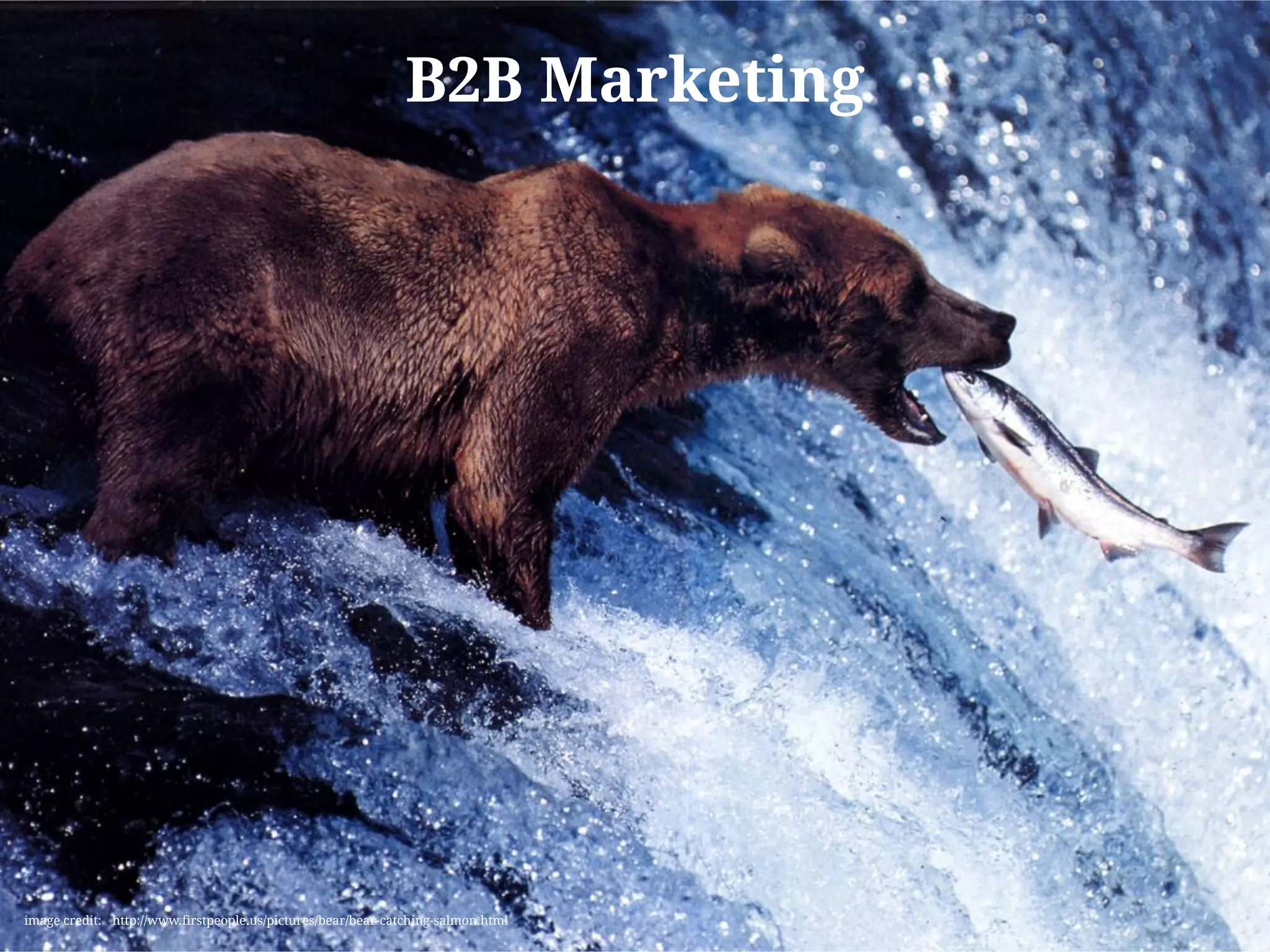 B2B Marketing
image credit: http://www.firstpeople.us/pictures/bear/bear-catching-salmon.html
 