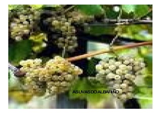 AS UVAS DO ALBARIÑO 