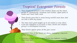 Tropical Evergreen Forests
• These forests are present in the Western Ghats and the island
groups of Lakshadweep, Andaman and Nicobar, upper parts of
Assam and Tamil Nadu coast.
• These forests grow best in areas having rainfall more than 200
cm with a short dry season.
• The trees reach great heights up to 60 metres or even above.
• It has the vegetation of all kinds i.e trees, shrubs and creepers
giving it a multilayered structure.
• These forests appear green all the year-round.
• Important trees of this forest are ebony, mahogany, rosewood,
rubber and cinchona.
• Common animals found in these forests are elephant, monkey,
lemur and deer.
 