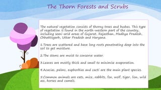 The Thorn Forests and Scrubs
The natural vegetation consists of thorny trees and bushes.
This type of vegetation is found in the north-western part of
the country, including semi-arid areas of Gujarat, Rajasthan,
Madhya Pradesh, Chhattisgarh, Uttar Pradesh and Haryana.
1.Trees are scattered and have long roots penetrating deep
into the soil to get moisture.
2.The stems are moist to conserve water.
3.Leaves are mostly thick and small to minimise evaporation.
4.Acacias, palms, euphorbias and cacti are the main plant
species.
5.Common animals are rats, mice, rabbits, fox, wolf, tiger,
lion, wild ass, horses and camels.
The natural vegetation consists of thorny trees and bushes. This type
of vegetation is found in the north-western part of the country,
including semi-arid areas of Gujarat, Rajasthan, Madhya Pradesh,
Chhattisgarh, Uttar Pradesh and Haryana.
1.Trees are scattered and have long roots penetrating deep into the
soil to get moisture.
2.The stems are moist to conserve water.
3.Leaves are mostly thick and small to minimise evaporation.
4.Acacias, palms, euphorbias and cacti are the main plant species.
5.Common animals are rats, mice, rabbits, fox, wolf, tiger, lion, wild
ass, horses and camels.
 