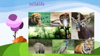 Wildlife
 