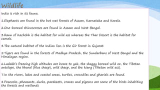 Wildlife
India is rich in its fauna.
1.Elephants are found in the hot wet forests of Assam, Karnataka and Kerala.
2.One-horned rhinoceroses are found in Assam and West Bengal.
3.Rann of Kachchh is the habitat for wild ass whereas the Thar Desert is the habitat for
camels.
4.The natural habitat of the Indian lion is the Gir forest in Gujarat.
5.Tigers are found in the forests of Madhya Pradesh, the Sundarbans of West Bengal and the
Himalayan region.
6.Ladakh’s freezing high altitudes are home to yak, the shaggy horned wild ox, the Tibetan
antelope, the bharal (blue sheep), wild sheep, and the kiang (Tibetan wild ass).
7.In the rivers, lakes and coastal areas, turtles, crocodiles and gharials are found.
8.Peacocks, pheasants, ducks, parakeets, cranes and pigeons are some of the birds inhabiting
the forests and wetlands
 