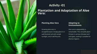 Plantation and Adaptation of Aloe
Vera:
Planting Aloe Vera
Growing aloe vera is
straightforward. Simply plant it in
well-drained soil with ample
sunlight, and it will flourish.
Adapting to
Environments
Aloe vera's adaptability is
remarkable. This versatile plant
thrives in various climates and
soil types, making it suitable for
diverse regions.
Activity -01
 