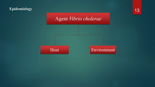 Epidemiology 13
Agent Vibrio cholerae
Host Environment
 