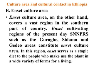 Culture area and cultural contact in Ethiopia
B. Enset culture area
• Enset culture area, on the other hand,
covers a vast region in the southern
part of country. Enset cultivating
regions of the present day SNNPRS
such as the Guraghe, Sidama and
Gedeo areas constitute enset culture
area. In this region, enset serves as a staple
diet to the people who make use the plant in
a wide variety of forms for a living.
 