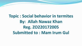 Topic : Social behavior in termites
By: Allah Nawaz Khan
Reg. ZO220172005
Submitted to : Mam Irum Gul
 