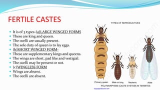 FERTILE CASTES
 It is of 3 types-(a)LARGE WINGED FORMS
 These are king and queen.
 The ocelli are usually present.
 The sole duty of queen is to lay eggs.
 (b)SHORT WINGED FORM-
 These are supplementary kings and queens.
 The wings are short, pad like and vestigial.
 The ocelli may be present or not.
 (c)WINGLESS FORM
 Wings are absent.
 The ocelli are absent.
 