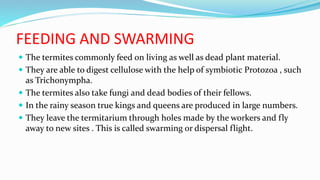FEEDING AND SWARMING
 The termites commonly feed on living as well as dead plant material.
 They are able to digest cellulose with the help of symbiotic Protozoa , such
as Trichonympha.
 The termites also take fungi and dead bodies of their fellows.
 In the rainy season true kings and queens are produced in large numbers.
 They leave the termitarium through holes made by the workers and fly
away to new sites . This is called swarming or dispersal flight.
 