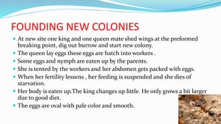 FOUNDING NEW COLONIES
 At new site one king and one queen mate shed wings at the preformed
breaking point, dig out burrow and start new colony.
 The queen lay eggs these eggs are hatch into workers .
 Some eggs and nymph are eaten up by the parents.
 She is tented by the workers and her abdomen gets packed with eggs.
 When her fertility lessens , her feeding is suspended and she dies of
starvation.
 Her body is eaten up.The king changes up little. He only grows a bit larger
due to good diet.
 The eggs are oval with pale color and smooth.
 