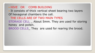  HIVE OR COMB BUILDING
It consists of thick vertical sheet bearing two layers
Of hexagonal chambers the cell.
THE CELLS ARE OF TWO MAIN TYPES
STORAGE CELL _ About 5mm. They are used for storing
honey and pollen.
BROOD CELLS_ They are used for rearing the brood.