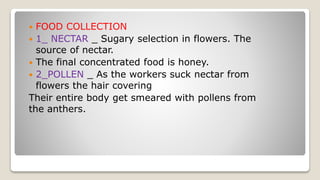  FOOD COLLECTION
1_ NECTAR _ Sugary selection in flowers. The
source of nectar.
The final concentrated food is honey.
2_POLLEN _ As the workers suck nectar from
flowers the hair covering
Their entire body get smeared with pollens from
the anthers.