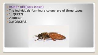  HONEY BEE(Apis indica)
The individuals forming a colony are of three types.
1. QUEEN
2.DRONE
3.WORKERS